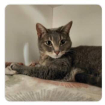 Domestic Short Hair Cats Available for Adoption in Eagle Mountain, Utah - Luna Shaw | PetCurious