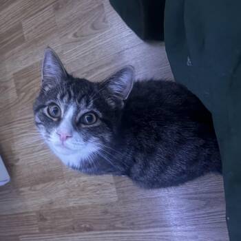 Thomas -  Domestic Short Hair Cat for Adoption in Ottawa, Ontario - Thomas | PetCurious