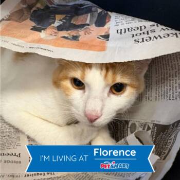 Tucker -  Domestic Short Hair Cat for Adoption in Cincinnati, Ohio - Tucker | PetCurious