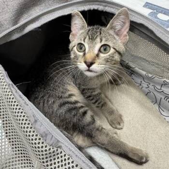 Levi -  Domestic Short Hair Cat for Adoption in Atlanta, Georgia - Levi | PetCurious