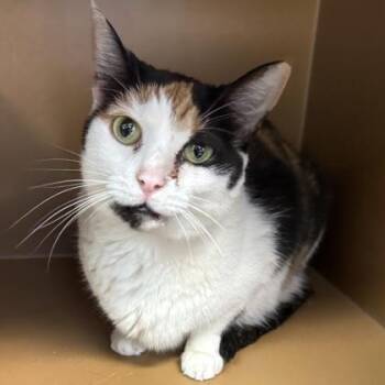 Fairy $25 -  Domestic Short Hair Cat for Adoption in Seneca, South Carolina - Fairy $25 | PetCurious