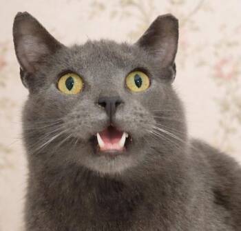 Domestic Short Hair Cats Available for Adoption - Thumbtack | PetCurious