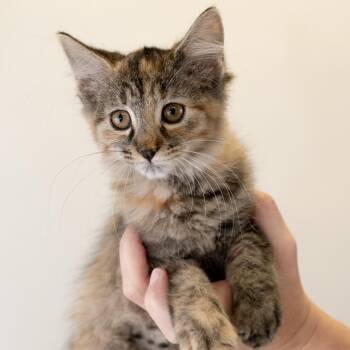 Thea -  Domestic Short Hair Cat for Adoption in Buffalo, Minnesota - Thea | PetCurious
