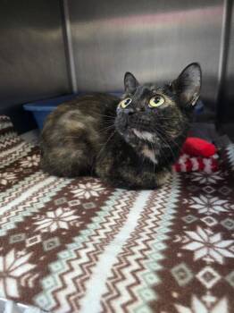 Domestic Short Hair Cats Available for Adoption in Cortland, New York - Bella | PetCurious