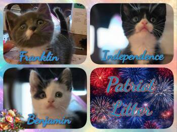 The Patriot Litter -  Domestic Short Hair Cat for Adoption in Corinth, New York - The Patriot Litter | PetCurious