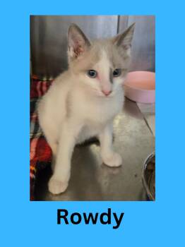 Rescue Domestic Short Hair Cats for Adoption in Ravenna, Ohio - Rowdy | PetCurious