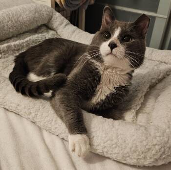 Domestic Short Hair and British Shorthair Cats Available for Adoption in Ridgefield, Connecticut - Bagel | PetCurious