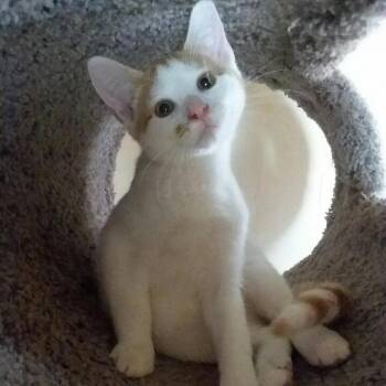 Freckle -  Domestic Short Hair Cat for Adoption in Rochester, Minnesota - Freckle | PetCurious