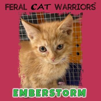 Emberstorm -  Domestic Short Hair Cat for Adoption in Squamish, British Columbia - Emberstorm | PetCurious