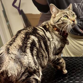 Panini -  Domestic Short Hair Cat for Adoption in Winchester, Virginia - Panini | PetCurious