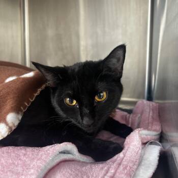 Domestic Short Hair Cats Available for Adoption - Tonopah | PetCurious