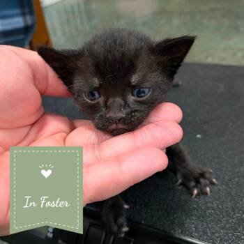 Kagome -  Domestic Short Hair Cat for Adoption in Chico, California - Kagome | PetCurious