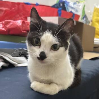 Domestic Short Hair Cats Available for Adoption in Candler, North Carolina - Seraphina | PetCurious