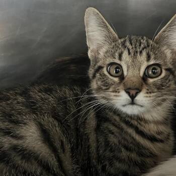 Knuckles -  Domestic Short Hair Cat for Adoption in Matteson, Illinois - Knuckles | PetCurious