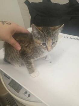 Brook -  Domestic Short Hair Cat for Adoption in Atlanta, Georgia - Brook | PetCurious