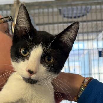 Corn Dog -  Domestic Short Hair Cat Available for Adoption in Goleta, California - Corn Dog | PetCurious
