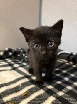 Cobweb -  Domestic Short Hair Cat for Adoption in Liverpool, New York - Cobweb | PetCurious