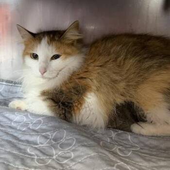 Domestic Medium Hair Cats Available for Adoption in Austin, Texas - Lullaby | PetCurious