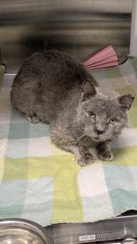 Bonito -  Domestic Short Hair Cat for Adoption in Kansas City, Missouri - Bonito | PetCurious