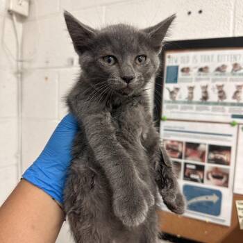 Gary -  Domestic Short Hair Cat Available for Adoption in Edinburg, Texas - Gary | PetCurious