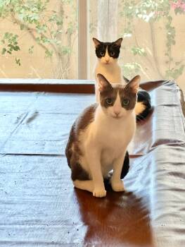 Rescue Domestic Short Hair Cats for Adoption in El Segundo, California - Quinton & Finley | PetCurious