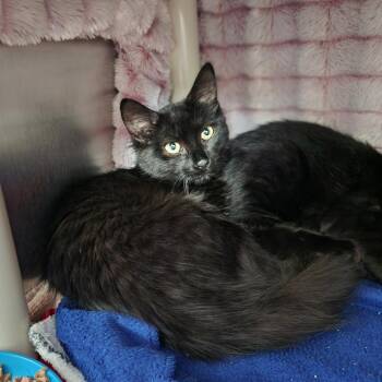 Duchess -  Domestic Medium Hair Cat for Adoption in Walker, Michigan - Duchess | PetCurious