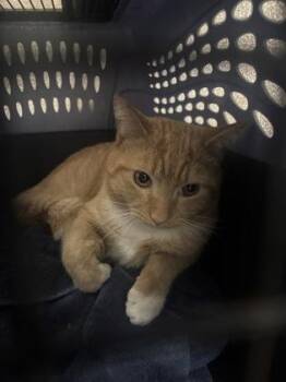 Domestic Short Hair Cats Available for Adoption in West Chester, Pennsylvania - Macaroni | PetCurious