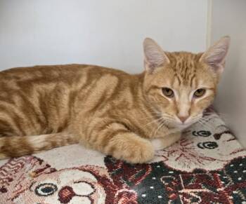 Domestic Short Hair Cats Available for Adoption in Texas City, Texas - NACHO | PetCurious