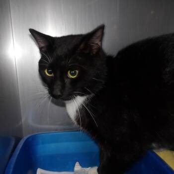 BeeBee -  Domestic Short Hair Cat for Adoption in Marble, North Carolina - BeeBee | PetCurious