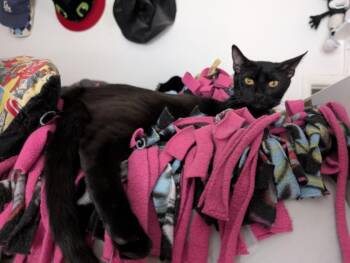 Domestic Short Hair Cats Available for Adoption in Burbank, California - ESPRESSO | PetCurious