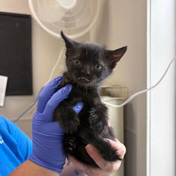 Bearclaw -  Domestic Short Hair Cat for Adoption in Columbiana, Alabama - Bearclaw | PetCurious