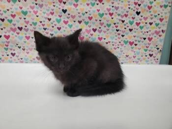 Rescue Domestic Short Hair Cats for Adoption in Maumee, Ohio - Coke | PetCurious