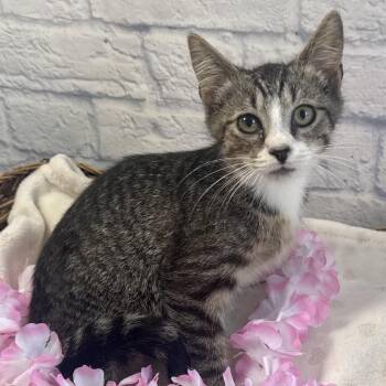Sai -  Domestic Short Hair Cat for Adoption in Harrisonburg, Virginia - Sai | PetCurious