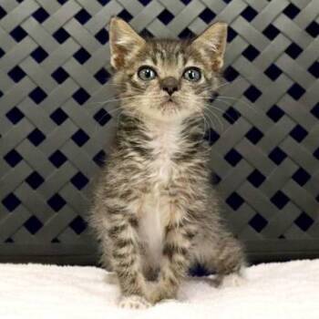 Eric -  Domestic Short Hair Cat for Adoption in Fort Davis, Texas - Eric | PetCurious