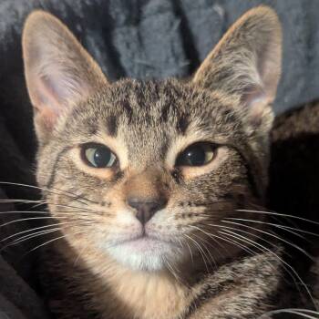 Fluffy Flufferton 54808 -  Domestic Short Hair Cat for Adoption in Eaton Rapids, Michigan - Fluffy Flufferton 54808 | PetCurious
