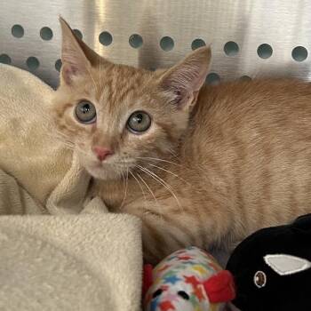 Bolt Carlsbad -  Domestic Short Hair Cat for Adoption in Denver, Colorado - Bolt Carlsbad | PetCurious