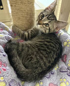 Firecracker -  Domestic Short Hair Cat for Adoption in Toledo, Ohio - Firecracker | PetCurious