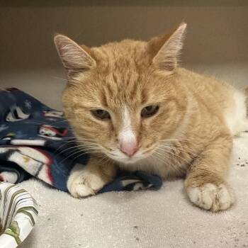 Domestic Short Hair Cats Available for Adoption - Roly | PetCurious