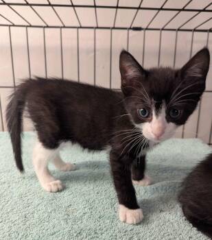 Domestic Short Hair Cats Available for Adoption in Seven Valleys, Pennsylvania - Tax Evasion (Eva) | PetCurious