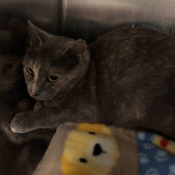 Rescue Domestic Short Hair Cats for Adoption in West Des Moines, Iowa - Coco | PetCurious