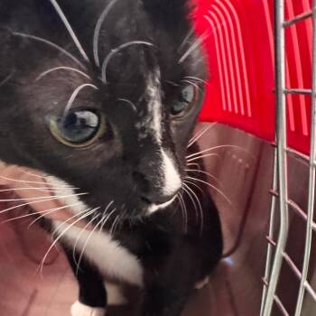 Ezra -  Domestic Short Hair Cat for Adoption in Clearwater, Florida - Ezra | PetCurious