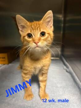 JIMMY -  Domestic Short Hair Cat for Adoption in Holbrook, New York - JIMMY | PetCurious