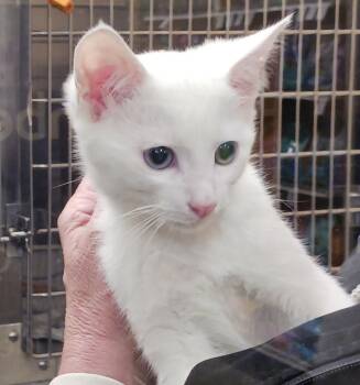 American Shorthair Cats Available for Adoption - Finn | PetCurious