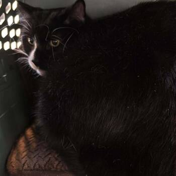Domestic Short Hair Cats Available for Adoption - Elwood | PetCurious