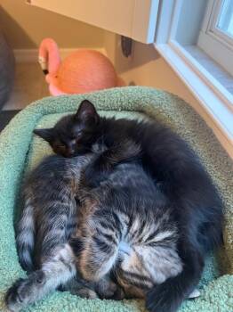 Domestic Medium Hair Cats Available for Adoption in New York, New York - Baretta | PetCurious