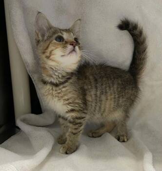 Stevie Nicks - At shelter -  Domestic Short Hair Cat for Adoption in Rustburg, Virginia - Stevie Nicks - At Shelter | PetCurious