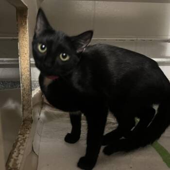 Dotty -  Domestic Short Hair Cat for Adoption in Fairport, New York - Dotty | PetCurious