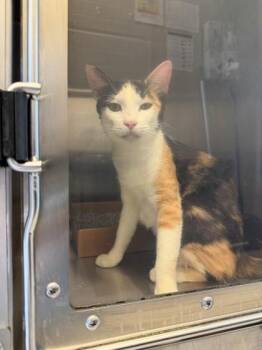 Carousel -  Domestic Medium Hair and Domestic Short Hair Cat for Adoption in Bellevue, Washington - Carousel | PetCurious