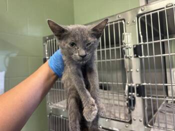 COBWEB -  Domestic Short Hair Cat for Adoption in Grand Prairie, Texas - COBWEB | PetCurious