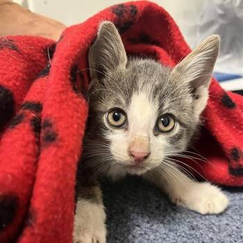 Rescue Domestic Short Hair Cats for Adoption in Windsor, Virginia - Cardigan | PetCurious